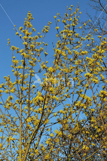 Gele kornoelje (Cornus mas)