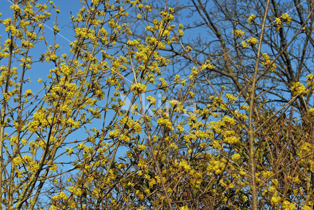 Cornelian Cherry (Cornus mas)