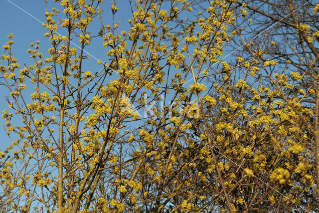 Gele kornoelje (Cornus mas)