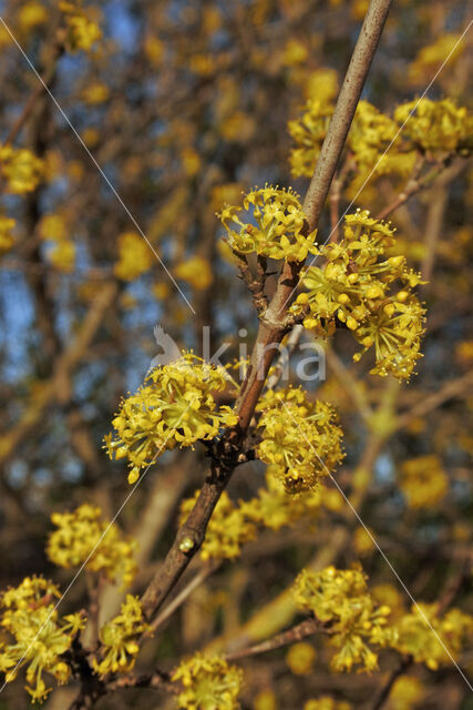 Cornelian Cherry (Cornus mas)