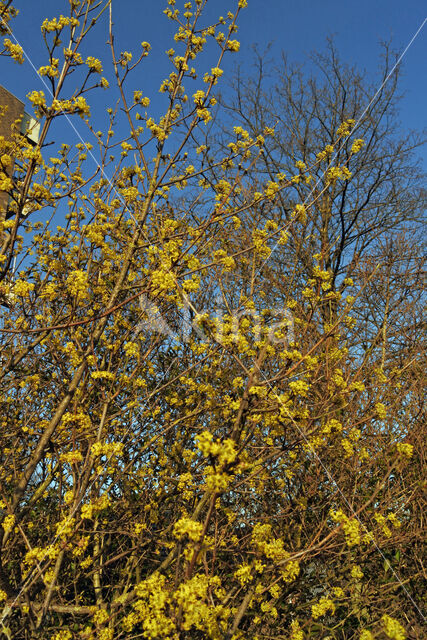 Gele kornoelje (Cornus mas)