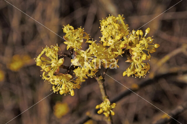 Gele kornoelje (Cornus mas)