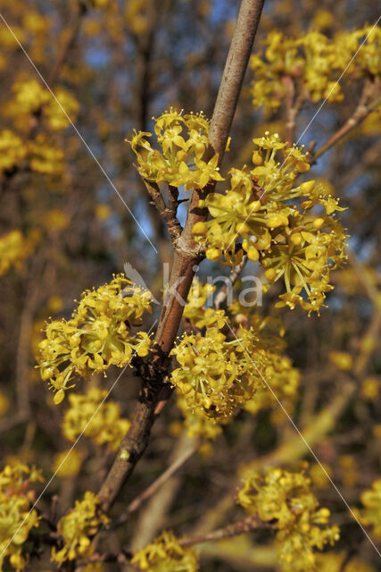 Cornelian Cherry (Cornus mas)