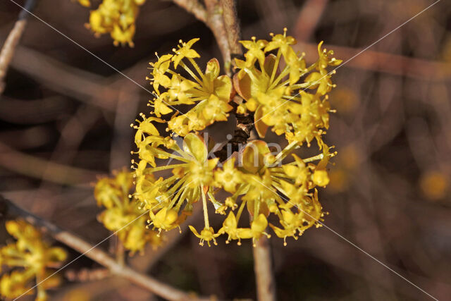 Gele kornoelje (Cornus mas)