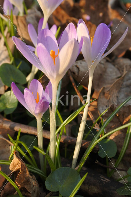 Early Crocus (Crocus tommasinianus)