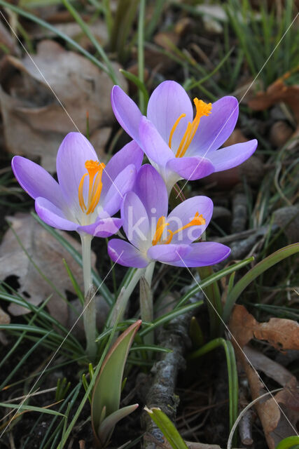 Early Crocus (Crocus tommasinianus)