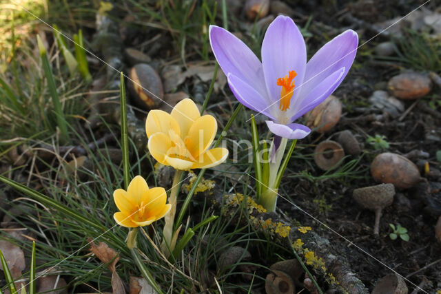 Krokus (Crocus spec.)