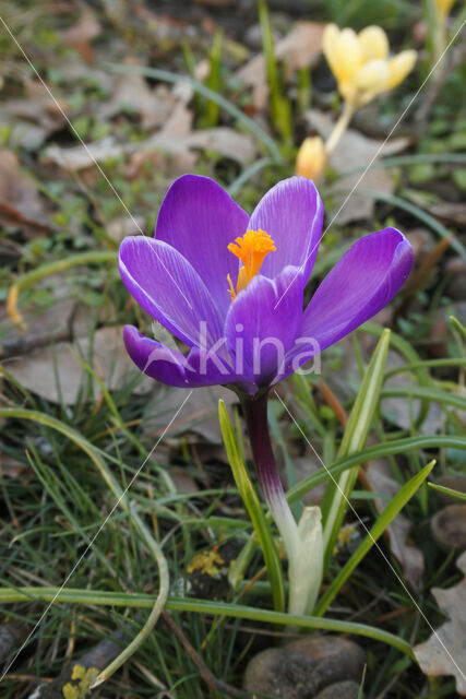 Krokus (Crocus spec.)