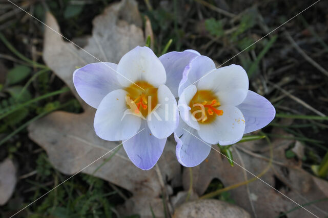 Crocus (Crocus spec.)