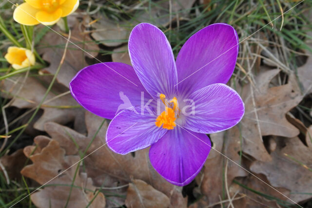 Krokus (Crocus spec.)