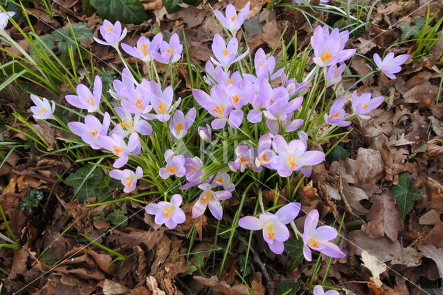 Boerenkrokus (Crocus tommasinianus)