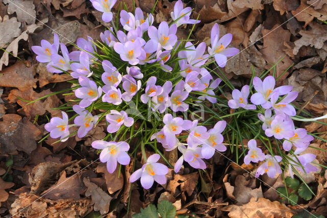 Early Crocus (Crocus tommasinianus)