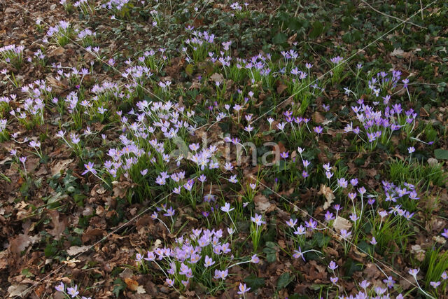 Boerenkrokus (Crocus tommasinianus)