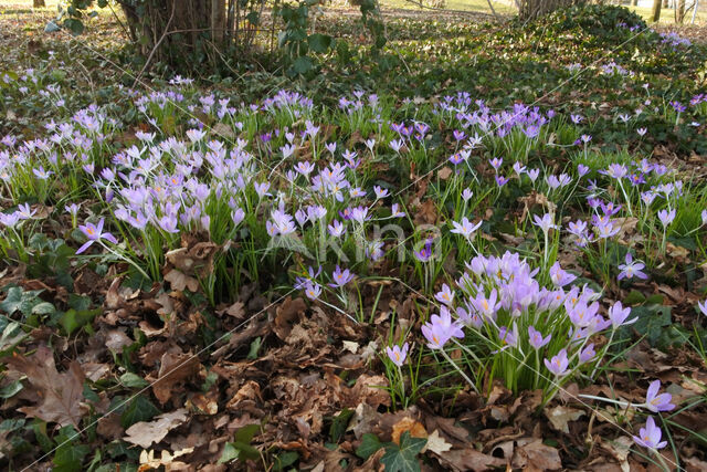 Early Crocus (Crocus tommasinianus)