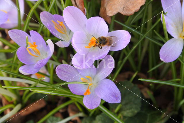 Boerenkrokus (Crocus tommasinianus)