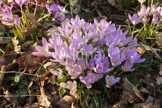 Boerenkrokus (Crocus tommasinianus)