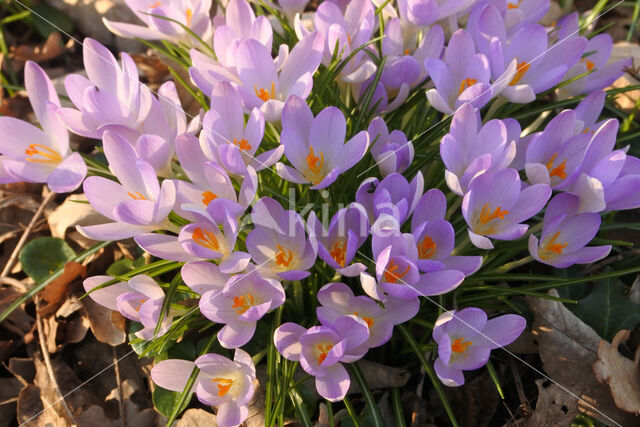 Early Crocus (Crocus tommasinianus)