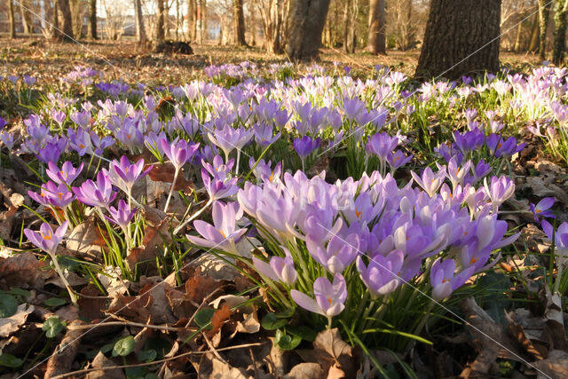 Early Crocus (Crocus tommasinianus)