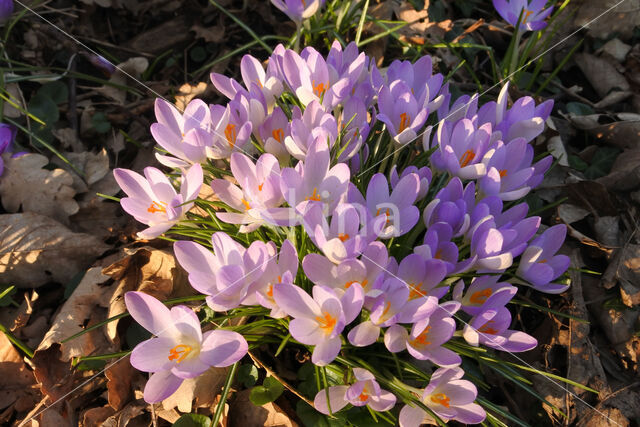 Early Crocus (Crocus tommasinianus)