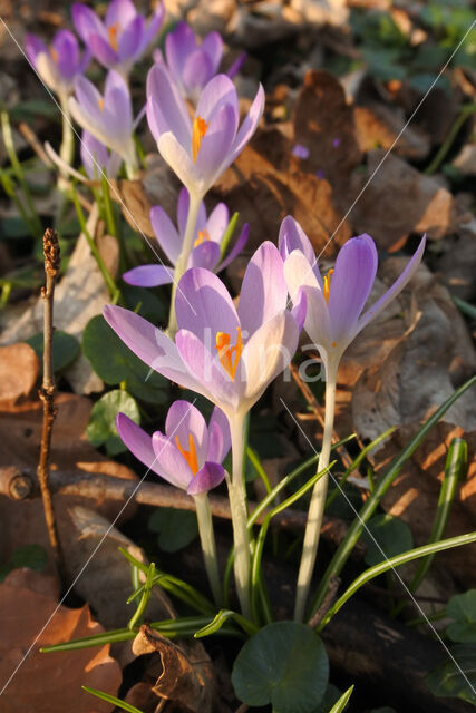 Boerenkrokus (Crocus tommasinianus)