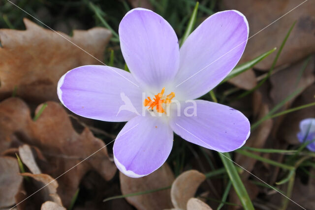 Early Crocus (Crocus tommasinianus)