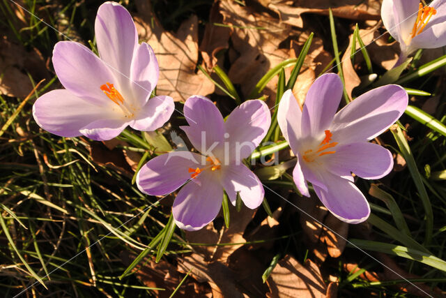 Early Crocus (Crocus tommasinianus)