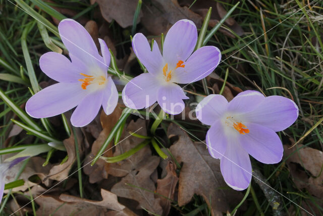 Early Crocus (Crocus tommasinianus)