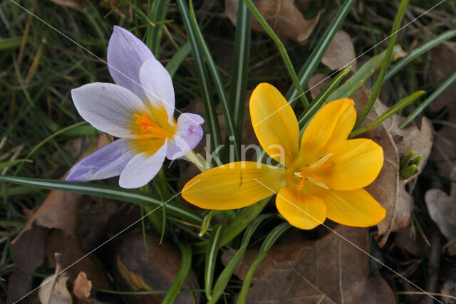Krokus (Crocus spec.)