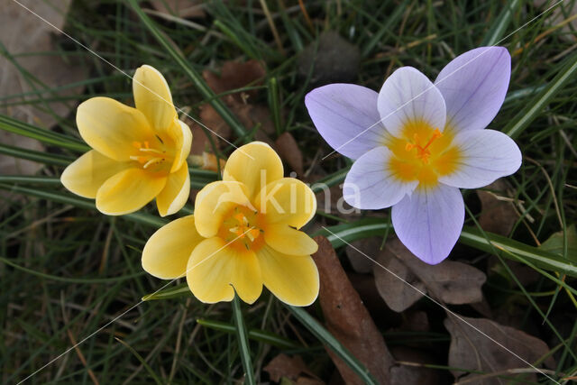 Crocus (Crocus spec.)