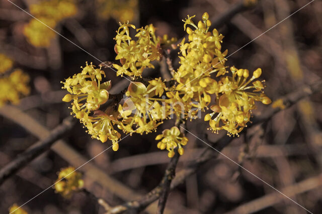 Gele kornoelje (Cornus mas)