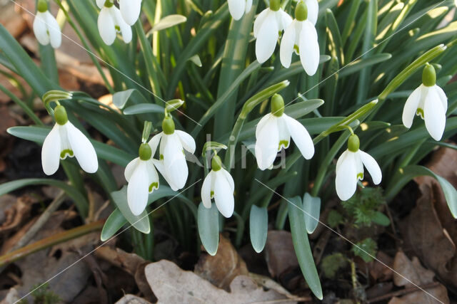 Sneeuwklokje (Galanthus spec.)