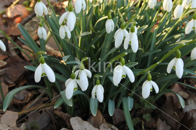 Sneeuwklokje (Galanthus spec.)