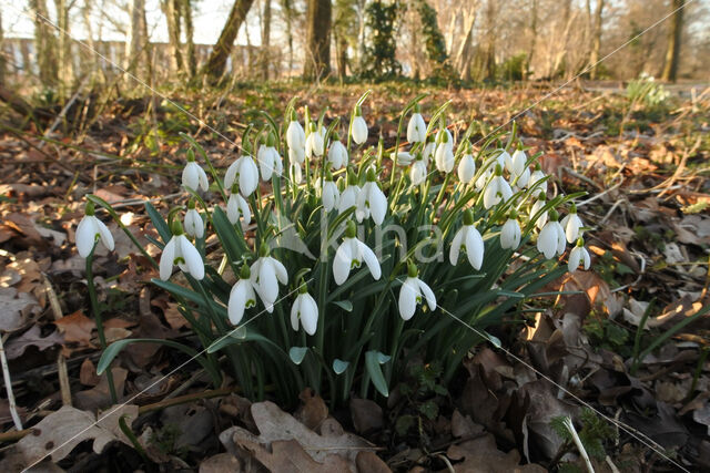 Snowdrop (Galanthus spec.)