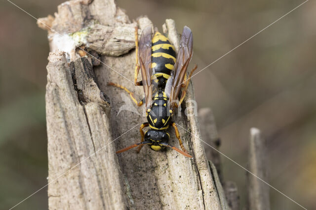 Franse Veldwesp (Polistes dominulus)