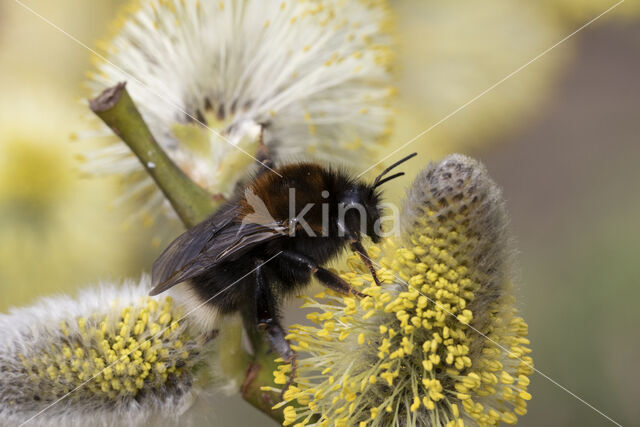 Boomhommel (Bombus hypnorum)