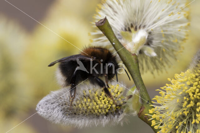 Boomhommel (Bombus hypnorum)