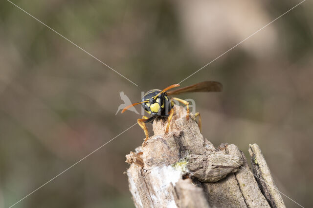 Franse Veldwesp (Polistes dominulus)