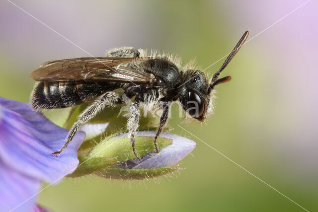 Andrena viridescens
