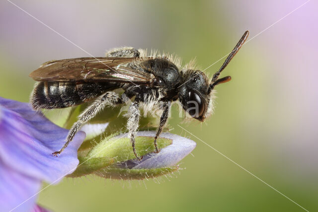 Groene zandbij (Andrena viridescens)