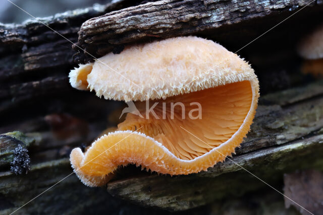 Oranje oesterzwam (Phyllotopsis nidulans)