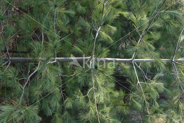 Weymouthden (Pinus strobus)