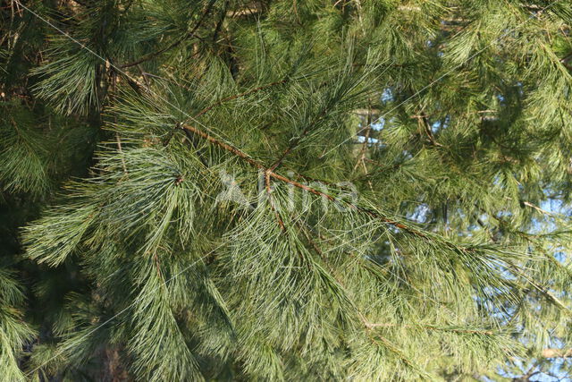 White Pine