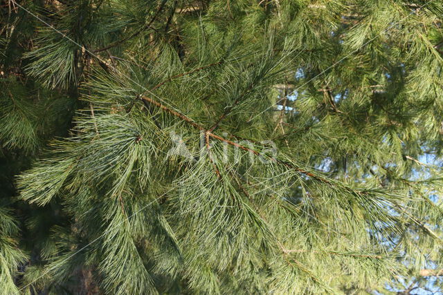 Weymouthden (Pinus strobus)