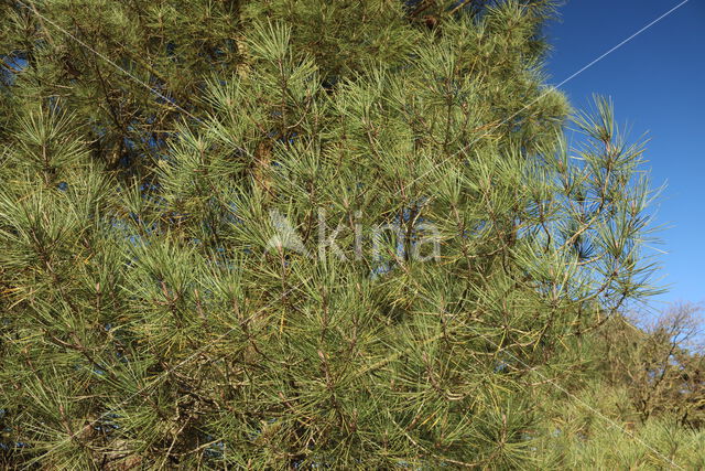 Zeeden (Pinus pinaster)