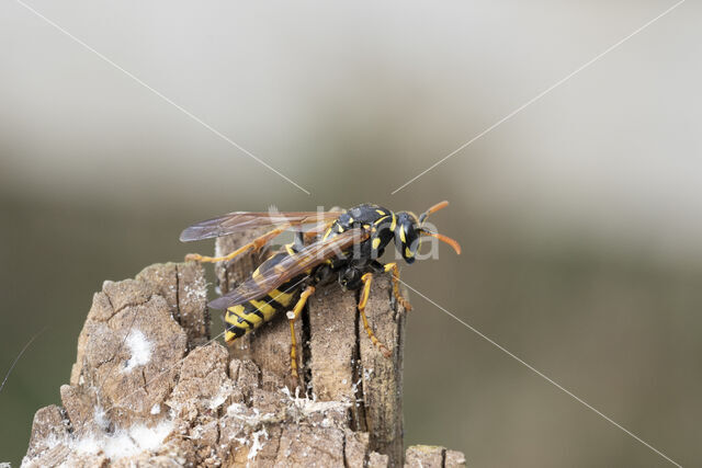 Paper wasp (Polistes dominulus)