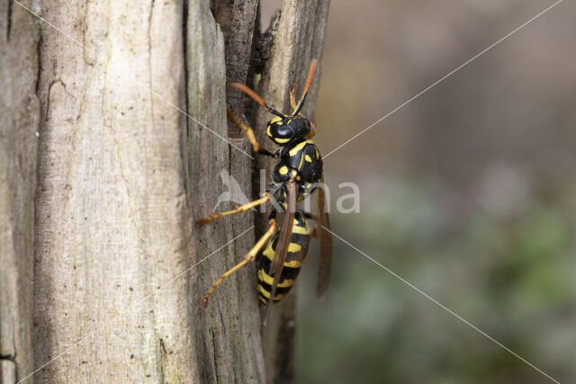 Franse Veldwesp (Polistes dominulus)