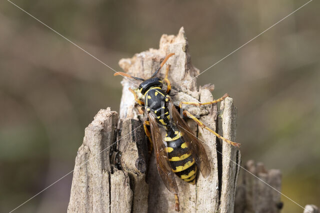 Paper wasp (Polistes dominulus)