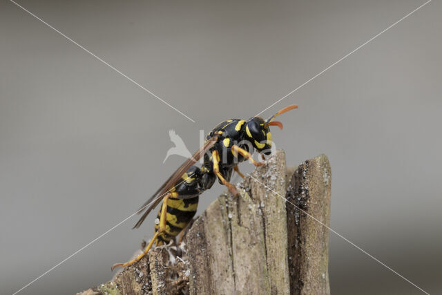 Franse Veldwesp (Polistes dominulus)