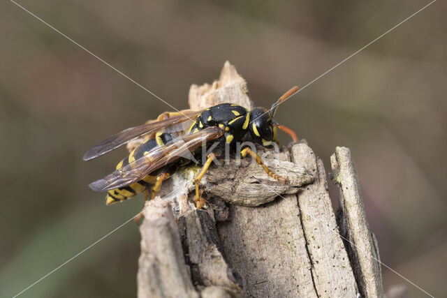 Franse Veldwesp (Polistes dominulus)