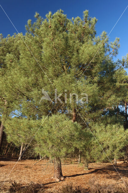 Zeeden (Pinus pinaster)